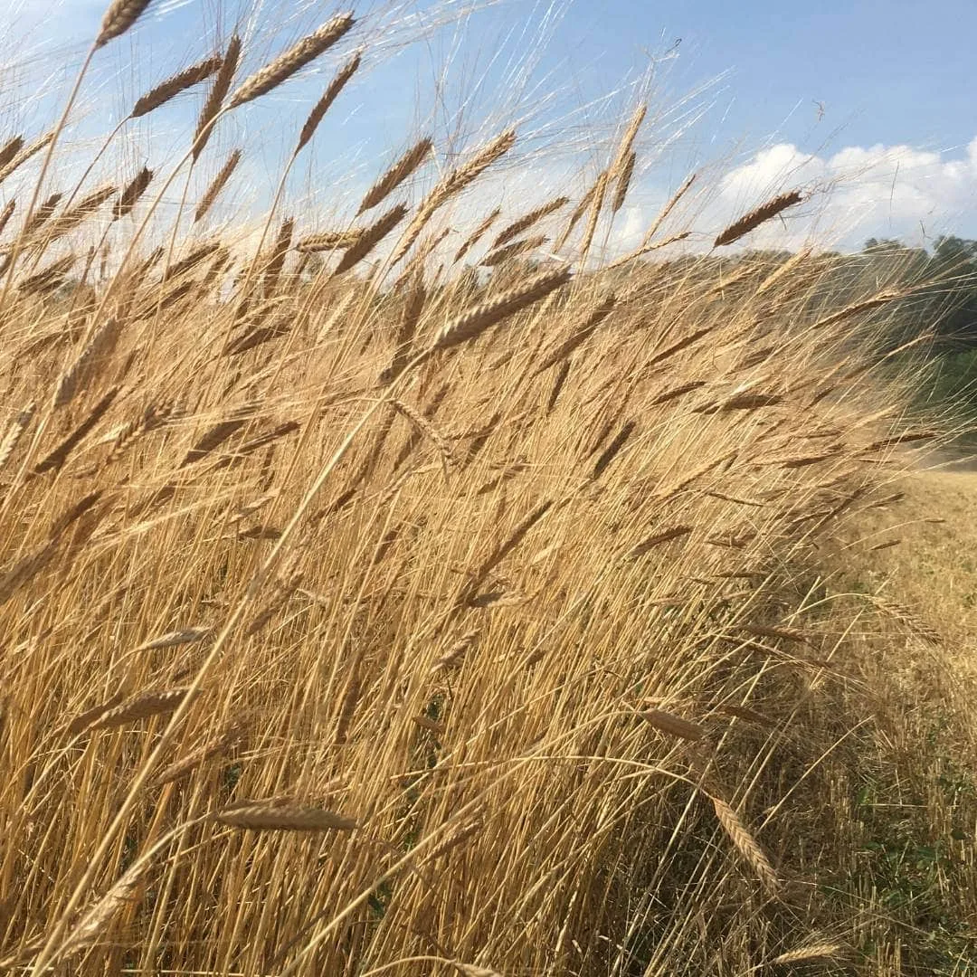 Einkornähren bei der Ernte auf dem Feld