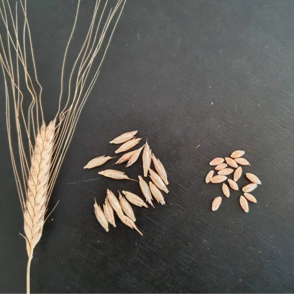 Einkornähre neben Vesen und Körner vor schwarzem HIntergrund