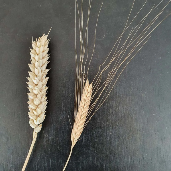 Weizenähre neben Einkornähre