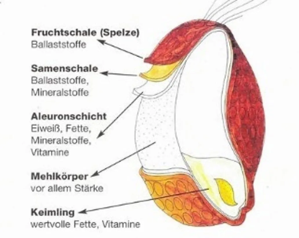 Querschnitte mit Inhaltsangabe eines Getreidekorns