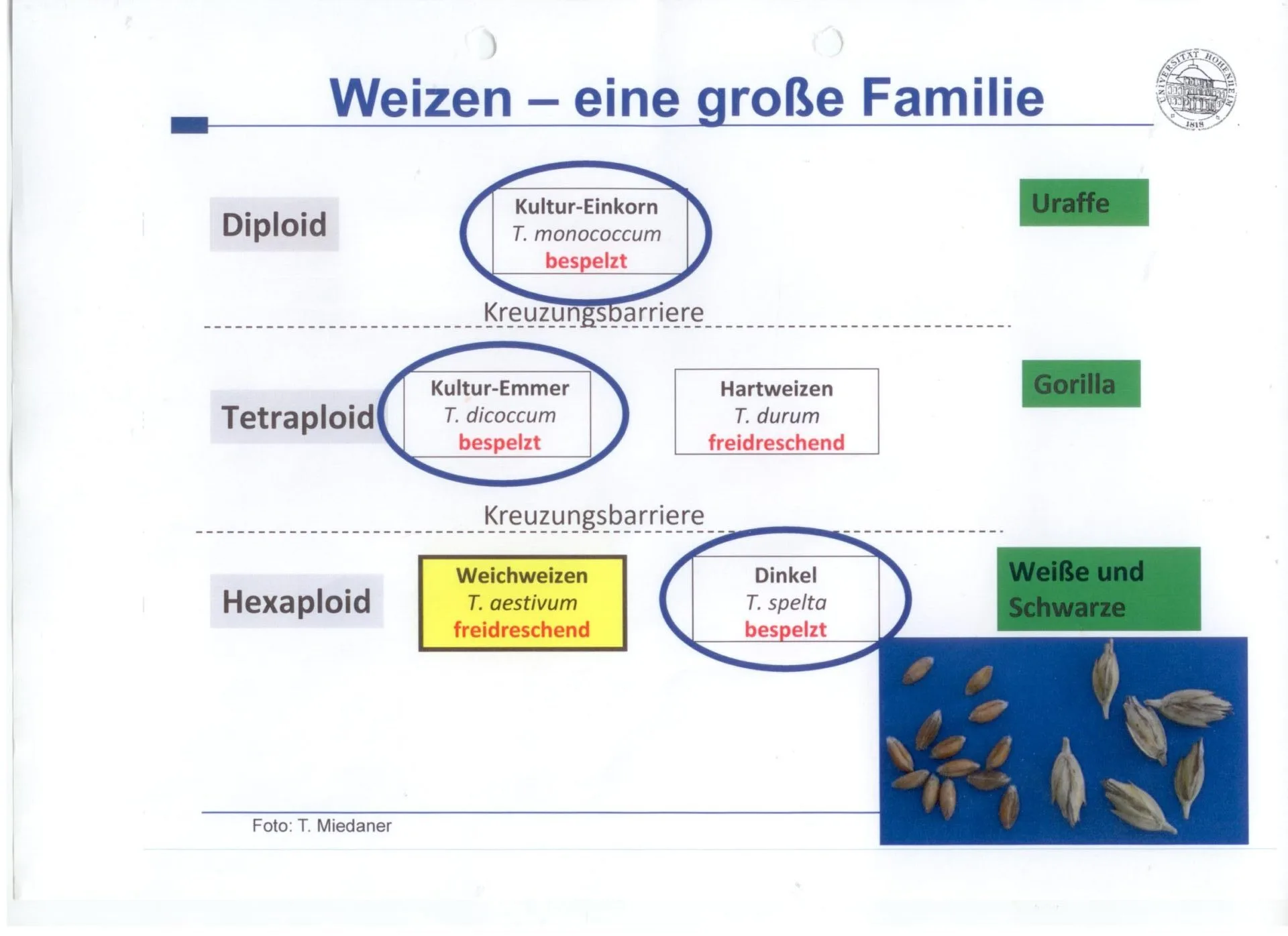 Urkorn familie - Schaubild