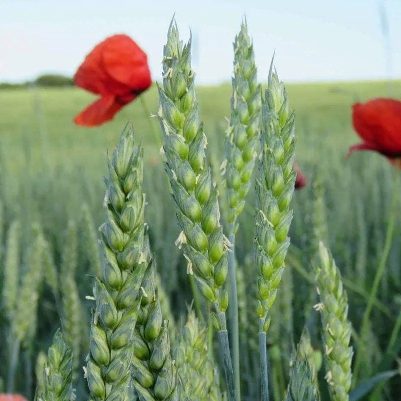 Rotkornweizen – Bild 5