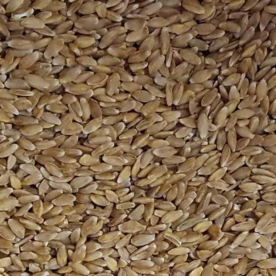 Einkorn Flocken – Bild 3