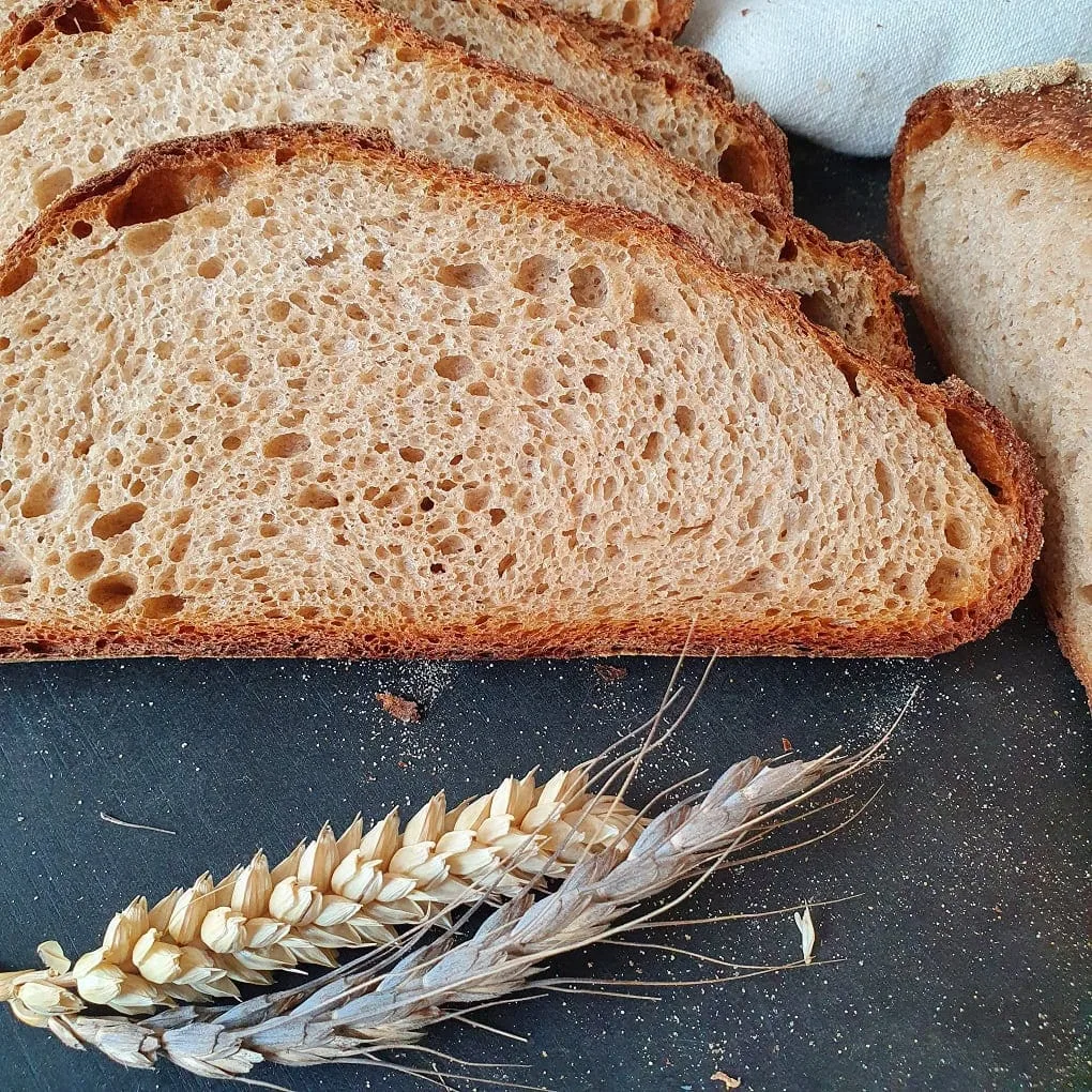 Dinkelähre und Ähre von Gelbmehlweizen. Dahinter Brotscheibe von Gelbmehl-Dinkel Vollkornbrot