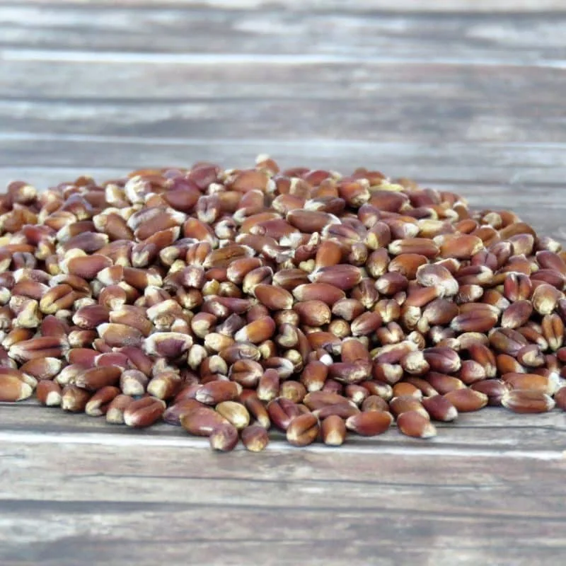 Rotkornweizen – Bild 4