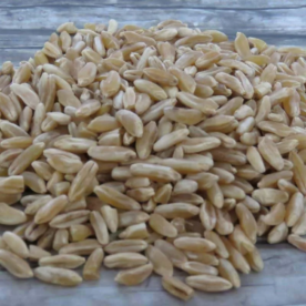 Khorasan Weizen – Bild 2