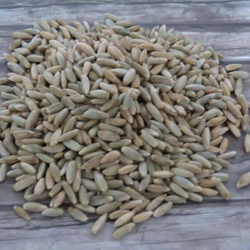 Waldstaudenroggen – Bild 2