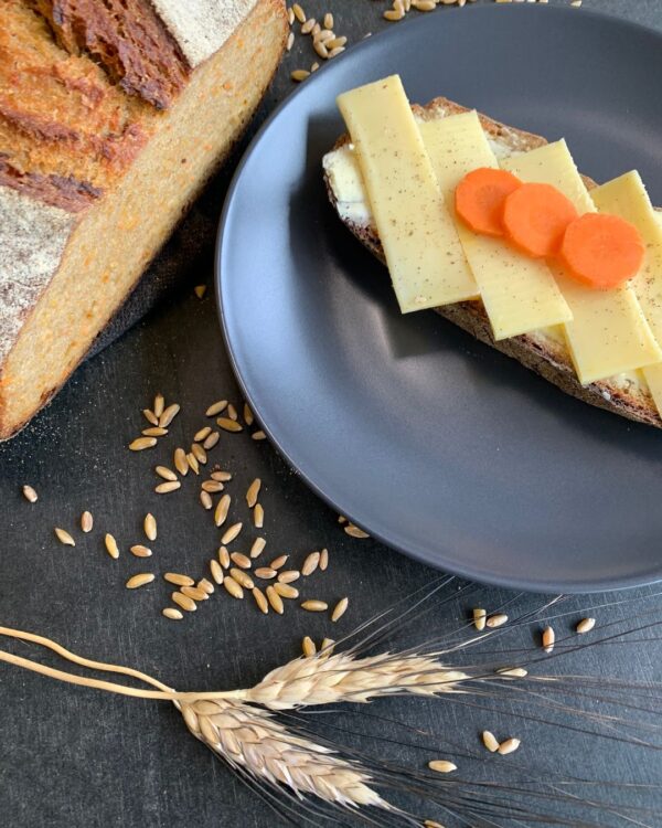 Karotten Sauerteigbrot auf schwarzem Teller. Brotscheibe belegt mit Käse und Karotten. Neben dem Teller Getreideähren, Körner und ein Ausschnitt des angeschnittenen Brotlaib