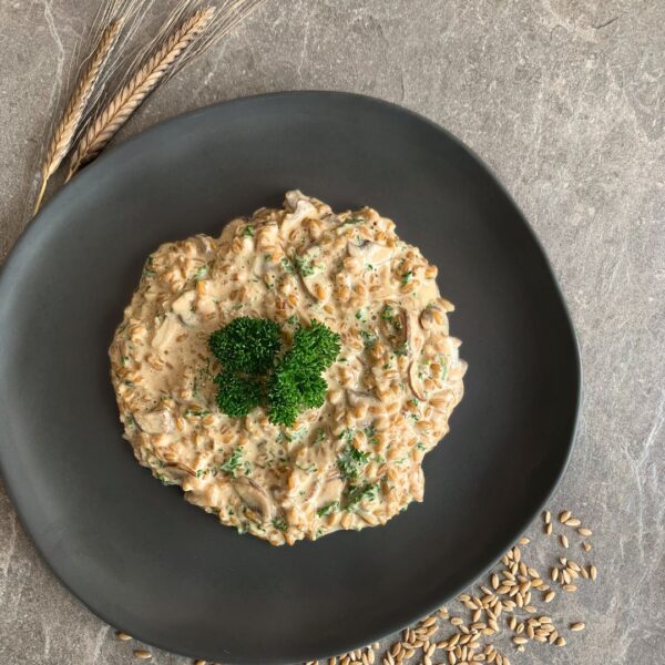 Auf dem Bild zu sehen ist eine graue Steinarbeitsfläche, auf welcher ein grauer Teller zu sehen ist. Der teller ist links leicht angeshcnitten und nicht komplett zu sehen. rundherum (außer links nicht komplett) ist die arbeitsfläche zu sehen und zwischen dem teller und der oberen linken ecke sind zwei ähren des Urgetreide einkorn zu sehen. Auf dem grauen matten teller befindet sich in der mitte platziert ein Einkorn risotto mit rahm-chamoginons und petersilie. in der mitte des gerichtes ist etwas petersilie zur deko angerichtet. unten rechts am teller entlang sieht man die frichen einkorn körner.