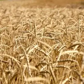 Urdinkel Ebners Rotkorn als reifes Getreide auf dem Feld